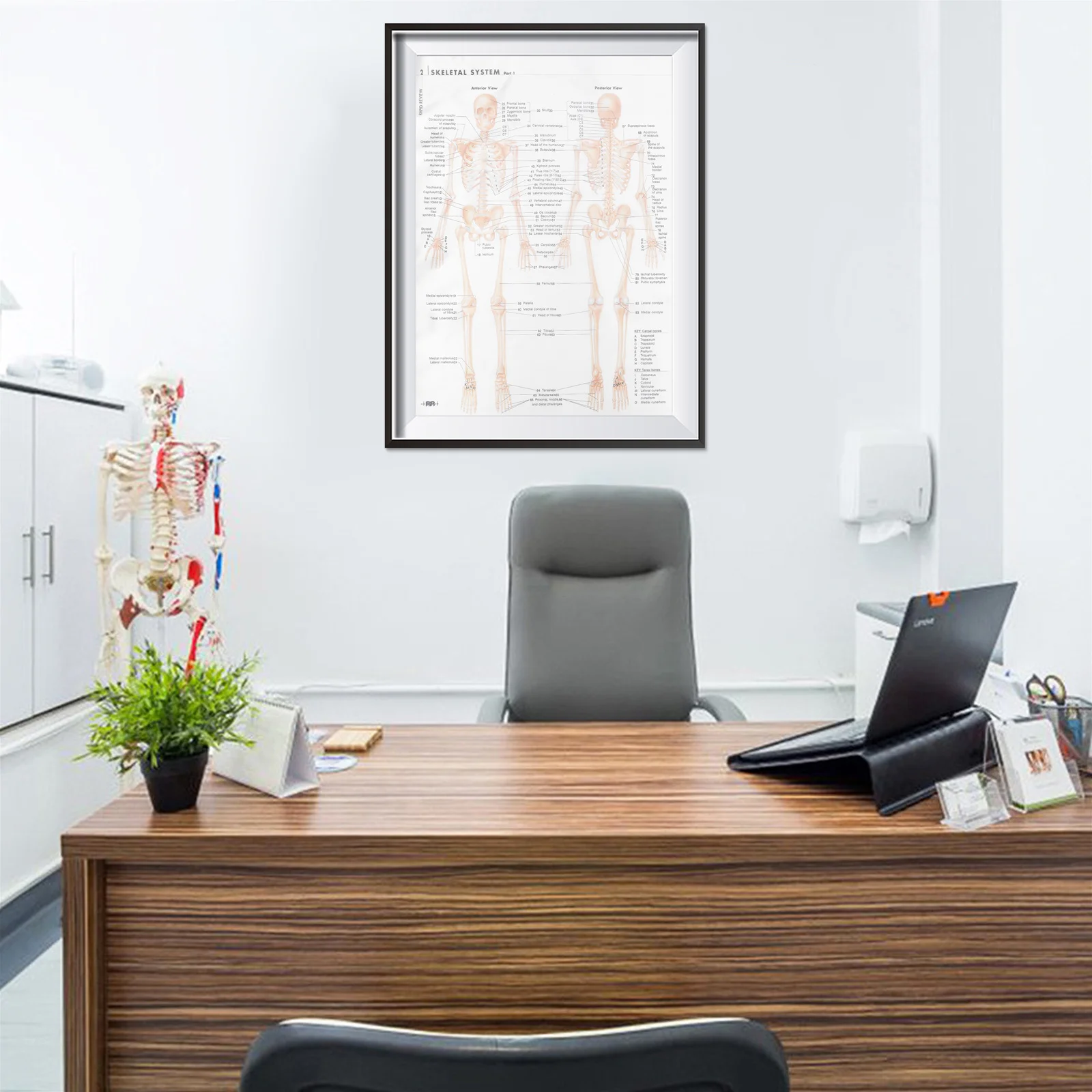 

Skeletal Muscle Poster Human Anatomy Classroom Decor and Physiology Posters Vintage Organ Systems
