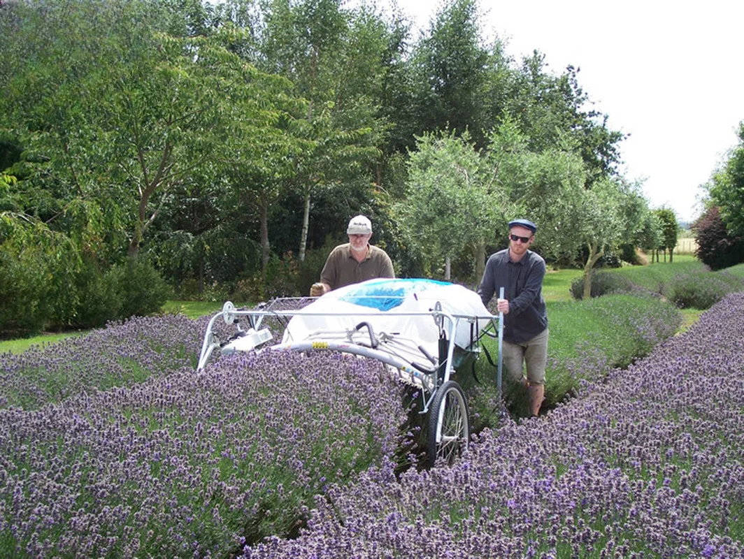 Agricultural Two Men 2-stroke Srilanka Tea Plucking Machine Price Lavender Harvester