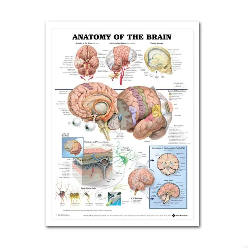 H7BF Anatomical Poster Set Laminated Muscular, Skeletal, Digestive, Respiratory, Circulatory, Endocrine, Lymphatic, Male