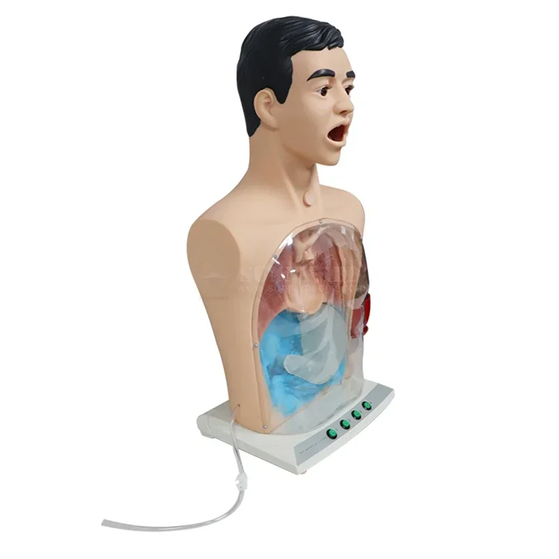 2025/SY-N03110 Medical training Adult Advanced nurse care teaching model Human Anatomy Medical Training Pathology