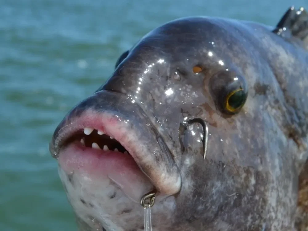Goture – hameçons de pêche en acier inoxydable, 10 pièces, équipement de pêche d\'eau salée, poisson-chat, taille #6 -#12