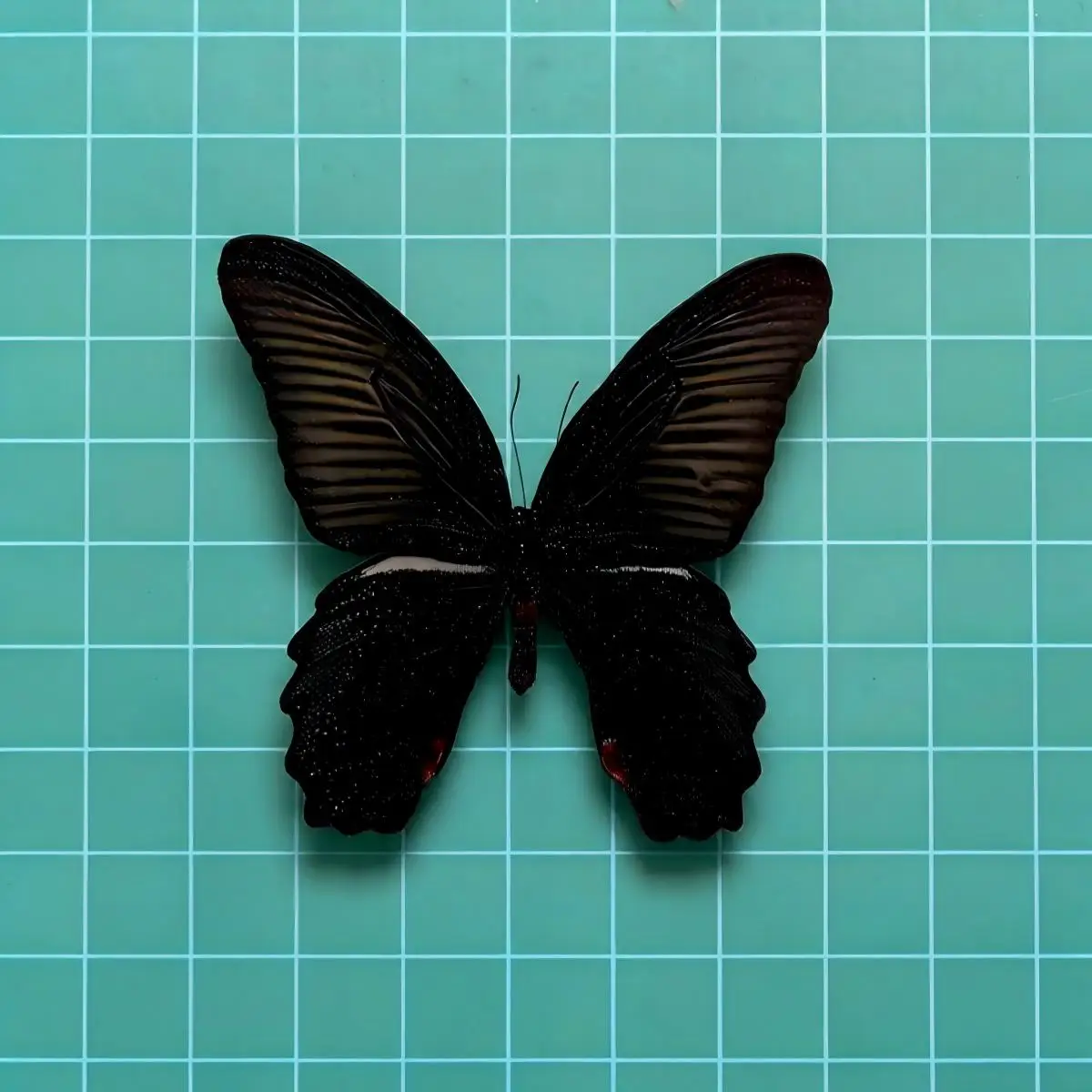 5-100pcs Papilio memnon Butterfly Specimens | Bulk Insect Collection for Crafts, Curio Display & Natural History Art