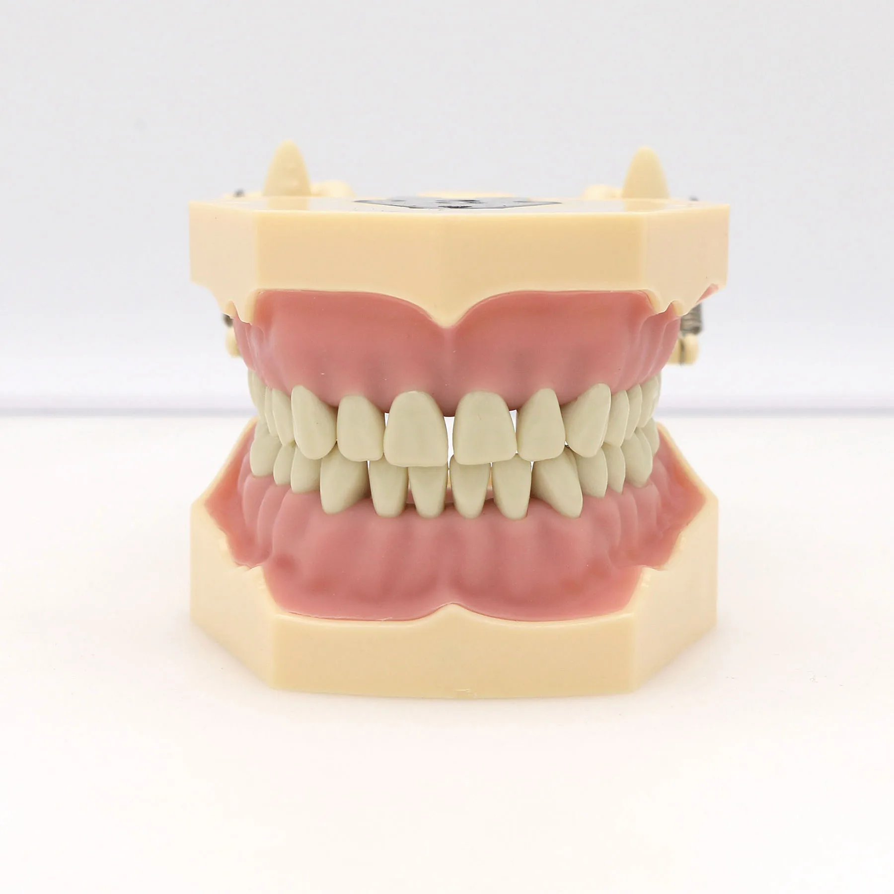 Thumbnail 4 - #26 Best Dental Teaching Models to Buy In 2026