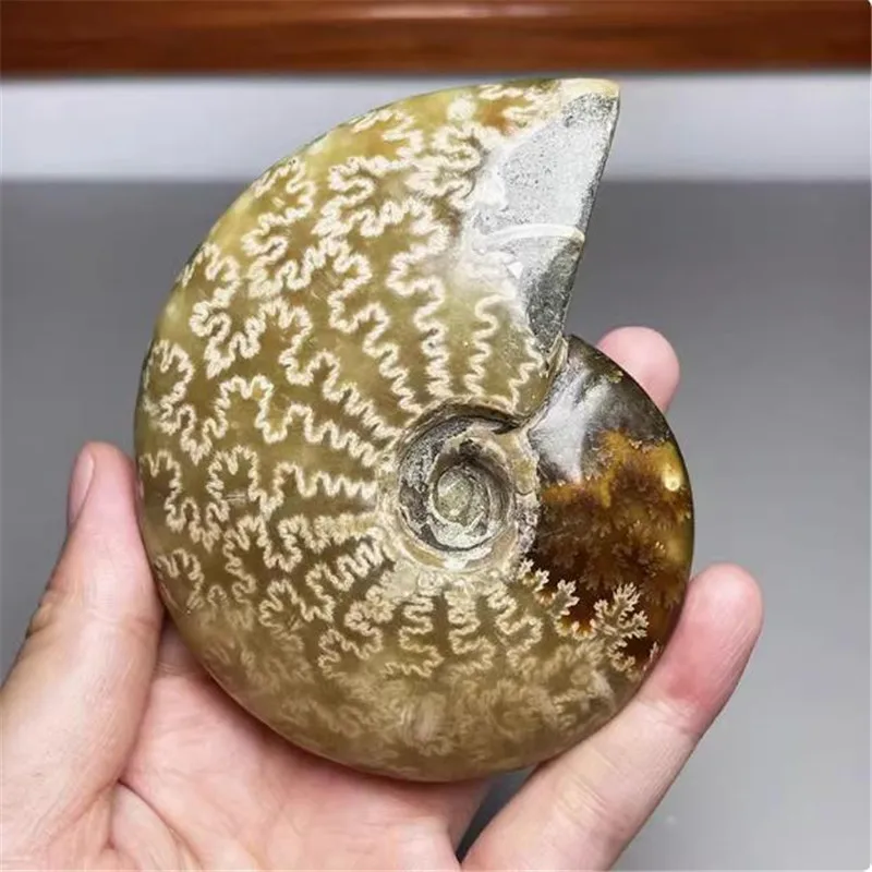 300-400g Natural ammonite conch Crystals stone mineral specimen healing Collection home decoration history