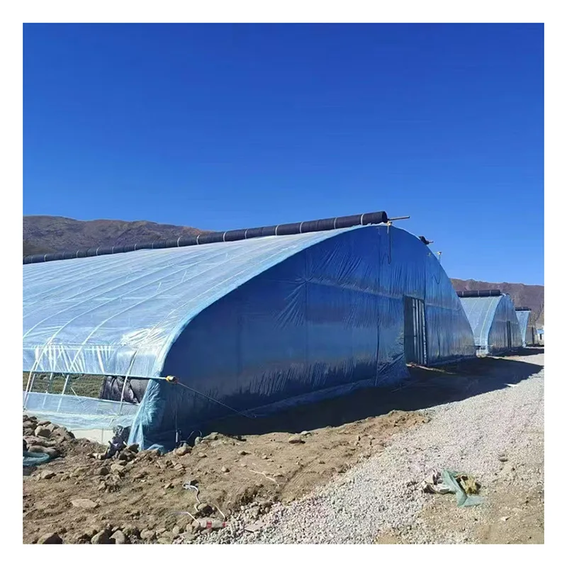 2025년 단일 경간 온실, 아치형 온실, 항온 필름 덮개 식물 재배 농업용 온실