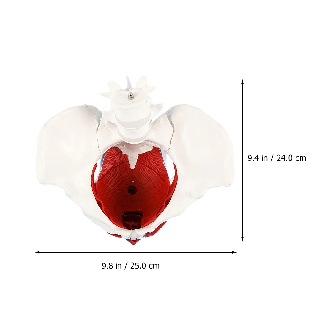 Model Medical Teaching Aid Pelvic Muscle Anatomical Display Pelvis for Learning Female PVC