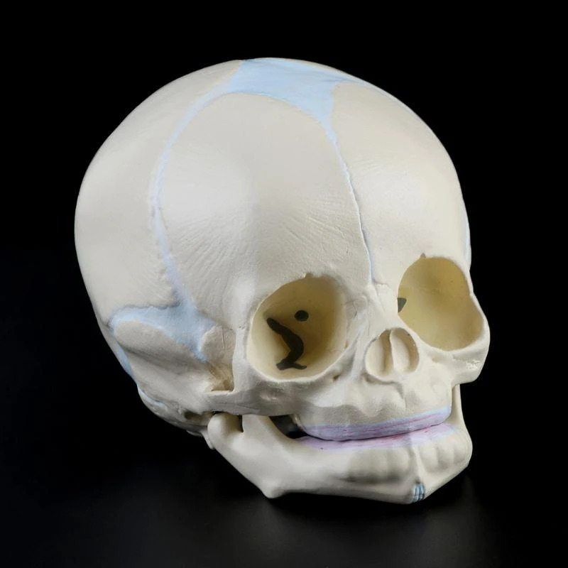 W89C Baby Head Anatomy Model Life Size Baby Head Skeleton Model for Diseases Study