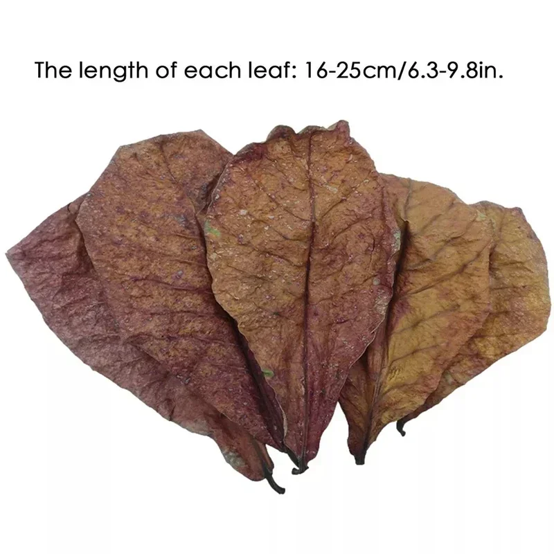 10/20/50Pcs  Natural Aquarium Catappa Leaf Doogee Shrimp Elemi Almond Leaves Aquarium Water Conditioner Clean Tools