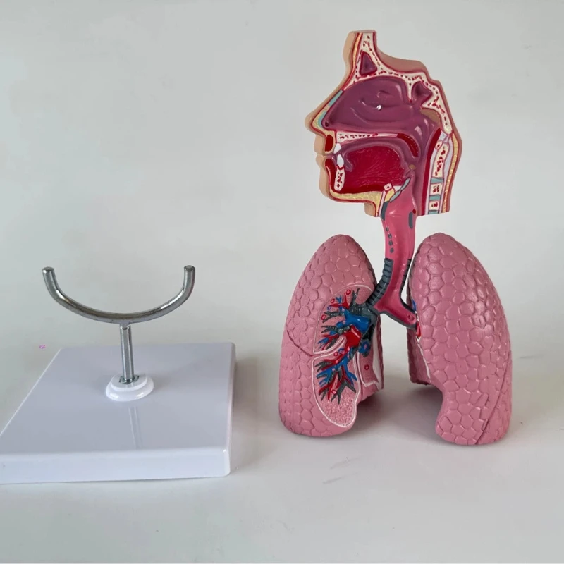 Model ludzkiej jamy nosowej, gardła, układu oddechowego, anatomia bronchialna i alweolarna, płuc, układu naczyniowego, narzędzie do nauczania medycyny.