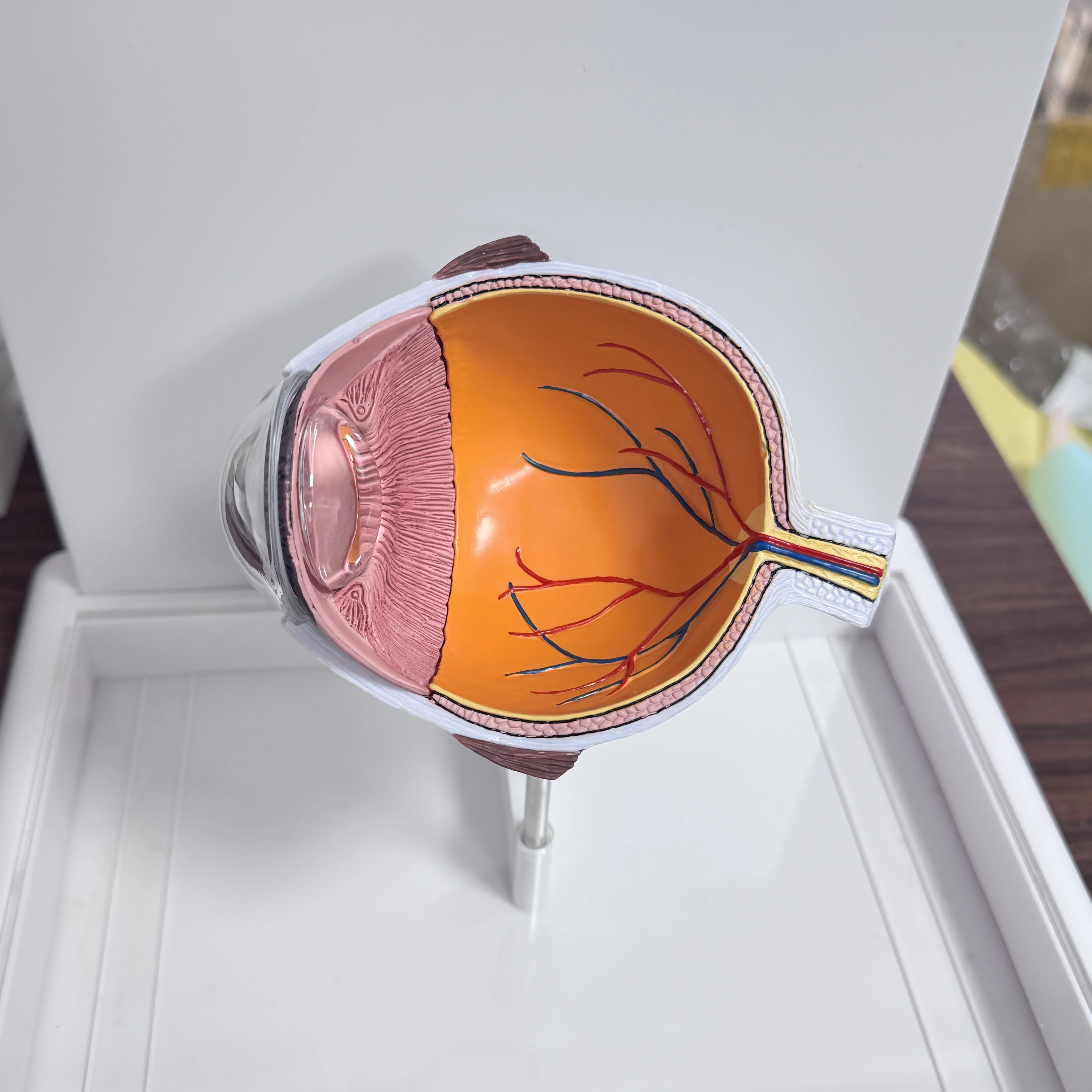 医療教育モデル,PVC,アイキャタクトの解剖学,人体科学