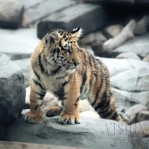 

Car Sticker Waterproof Universal Creative Funny Little Nightmare On Board Vinyl Decal Auto DIY Exterior Decoration Accessories