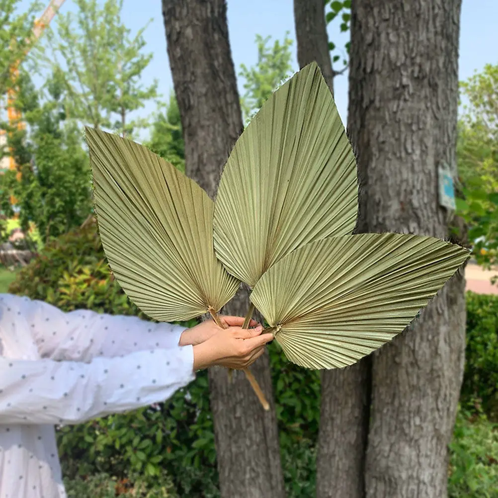 1 szt. Naturalne suszone liści – Palm Leaf Dried recenzja i cena
