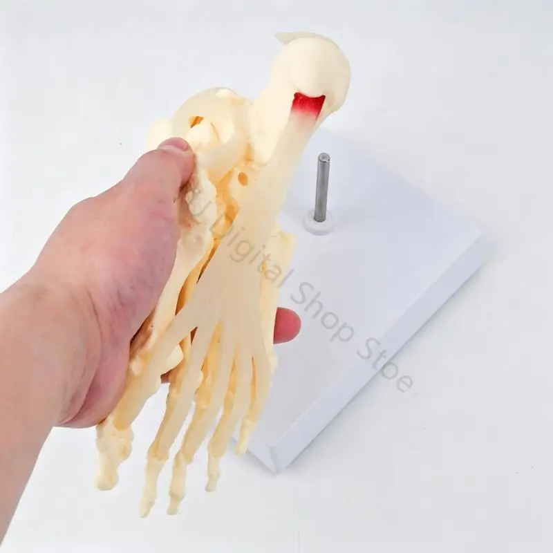 96BA Hard Molded Foot Skeleton Anatomy Model for Classroom Teaching Study Reference