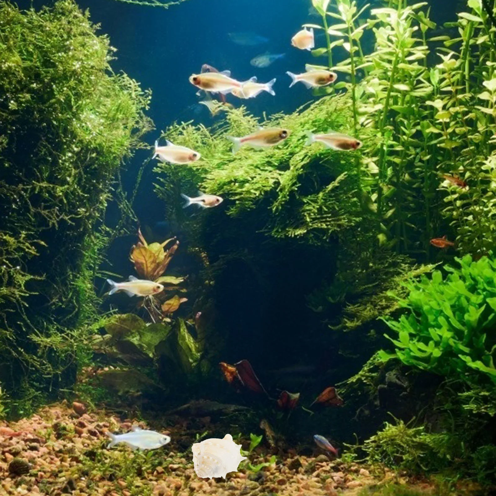 

8Pcs Natural Seashell Conch Fish Tank Decorations Unique Landscape Ornament for Aquarium Freshwater Saltwater Micro Landscaping