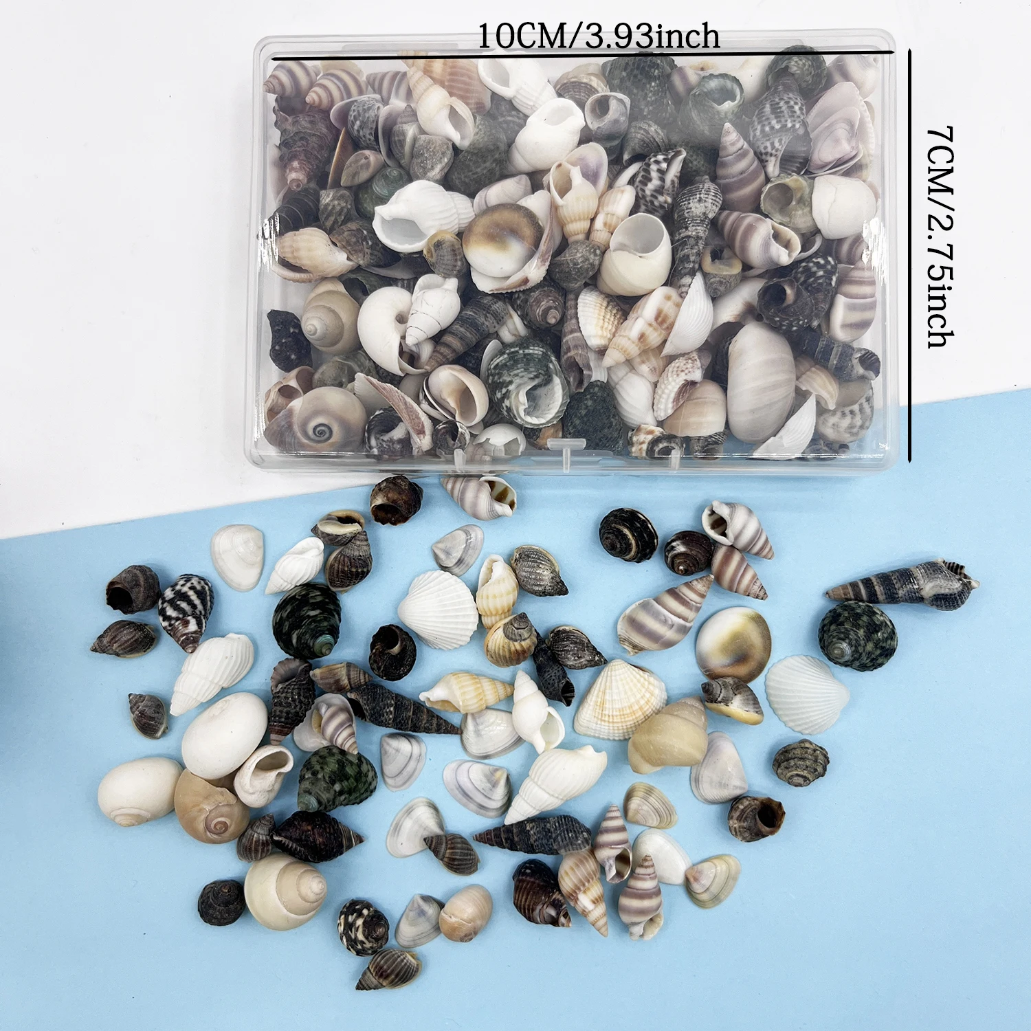 Tiny Natural Mixed Ocean Sea Shells Miniature Beach Critter Seashells Beach Decor Crafts for Arts & Crafts Projects Home Decor