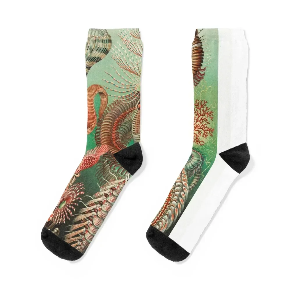 

Chaetopoda–Borstenwürmer (1904) Socks gifts Rugby Socks For Women Men's