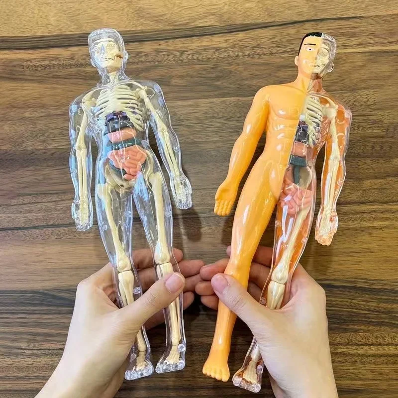 3D Human Body Torso Model for Kid Anatomy Skeleton Removable Simulation Organ and Skeleton Detachable Bone Body Education Models