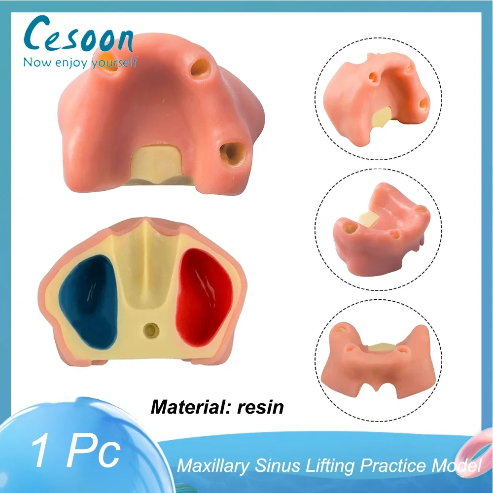 

Dental Maxillary Sinus Lifting Practice Model Teeth Teaching Upper Jaw Implants Restoration Resin Maxillary Demonstration Model