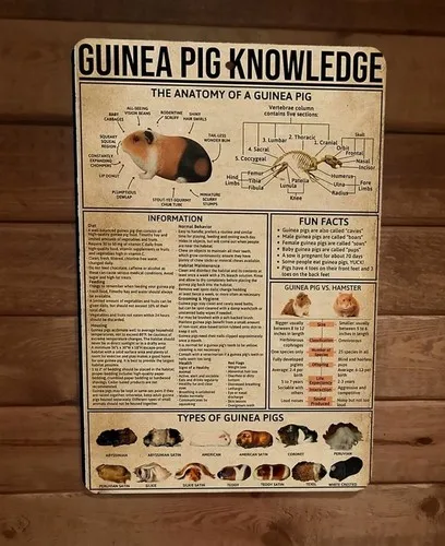Pancarte murale en métal avec affiche animale « Guinea Pig Knowledge »