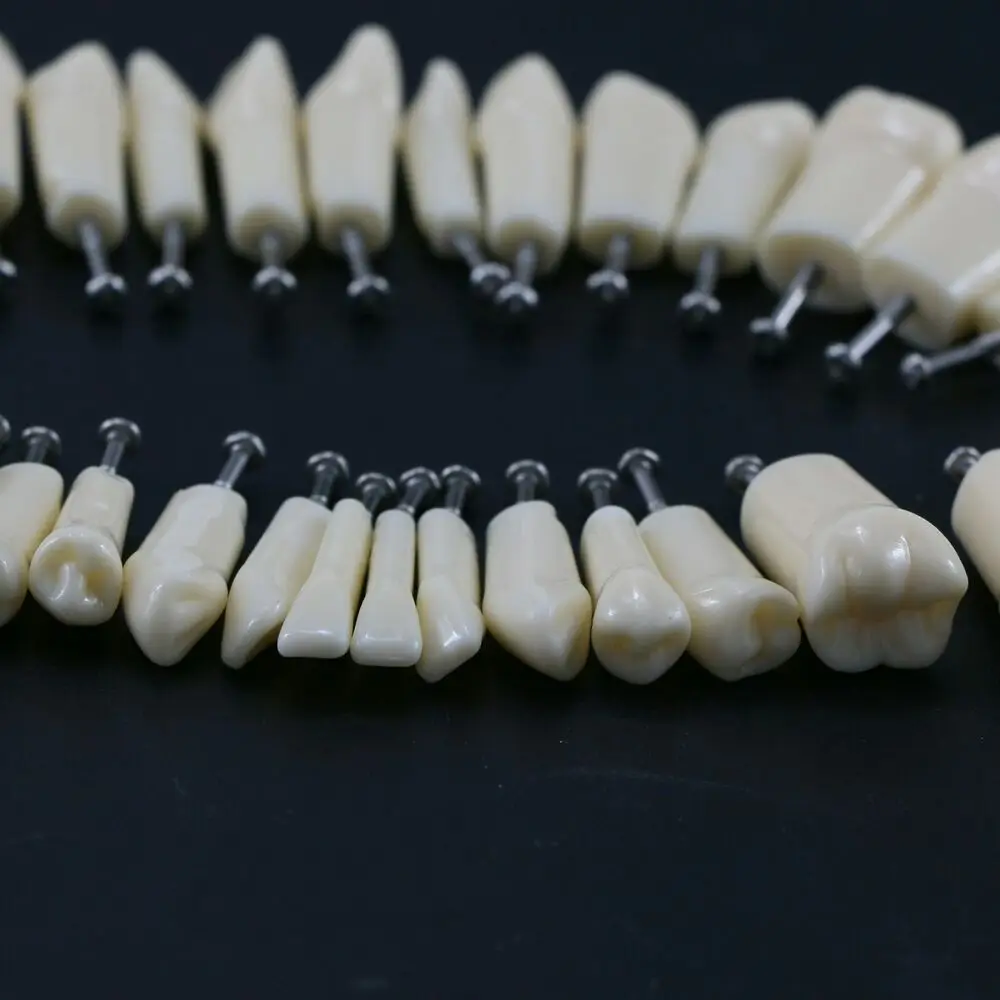 Kilgore NISSIN 200 Type 32 Pcs Replacement spare Teeth Dental Typodont Model dental