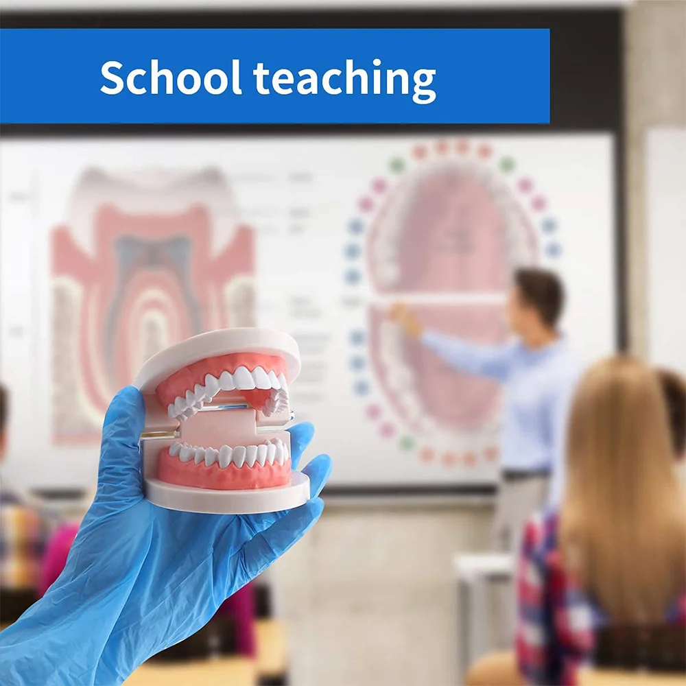 2 Pack Standard Dental Teeth Model - Dental Mouth Model Human Teeth Model Tooth Brushing Model for Teaching Studying