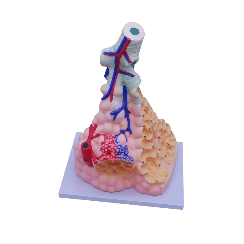 Enlarged human alveolar model, lung Anatomical Medical Model Pulmonary Anatomy Model Respiratory System Model Teaching Supplies