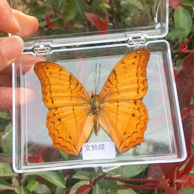 Natural Real Butterfly Specimens Rare And Exquisite Specimens For Home Decoration Display Collection In Teaching Special Gifts image 3