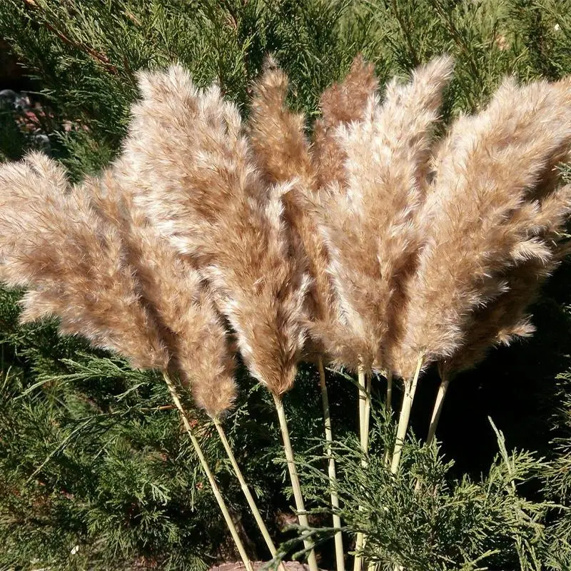 

20 Stems Pampas Grass Bouquet Dried Flower Wedding Use Christmas Decor Artificial Flowers Fall Decoration
