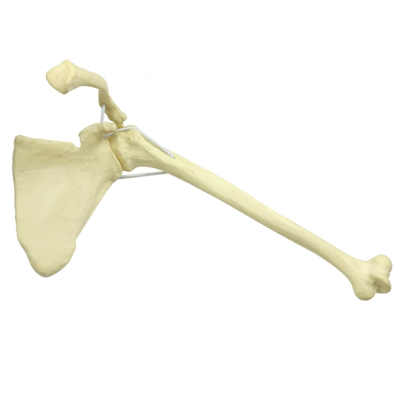 

Shoulder Joint Drilling Practices Model Foam Cortical Practice Model Medical Teaching Tool