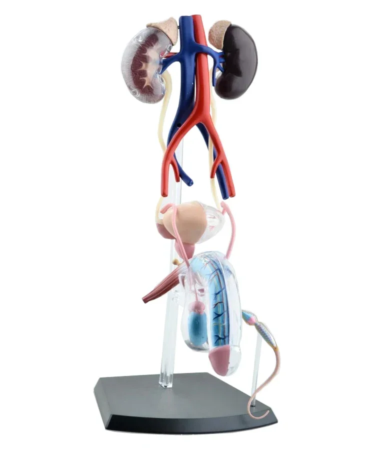 Authentic 4D  toy 4d master human body assembly model male reproductive model can be used medically.