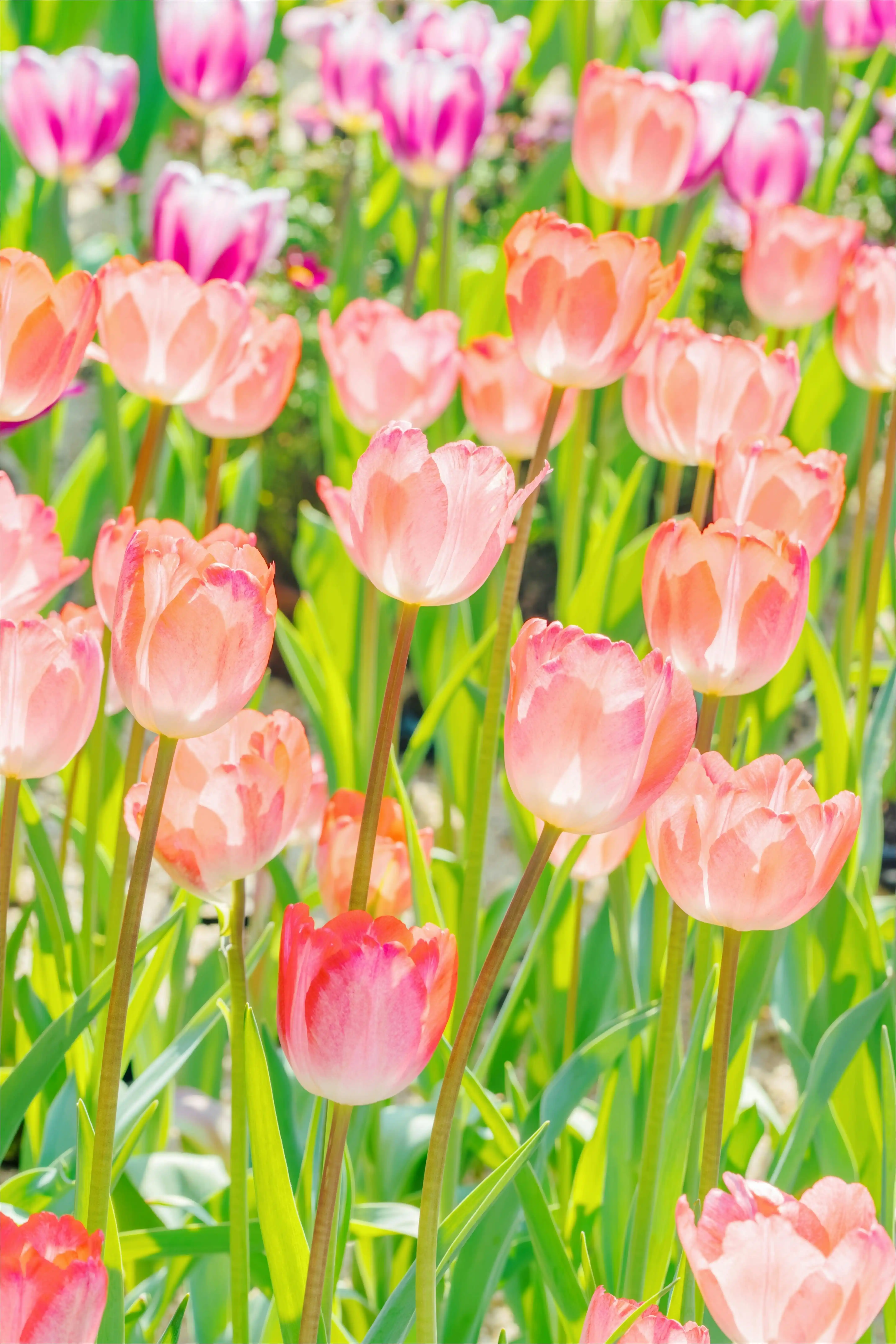 quebra-cabeca-floral-de-tulipa-rosa-fresca-folhagem-verde-brilhante-cenario-de-primavera-decoracao-de-parede-para-sala-de-estar-jogo-de-quebra-cabeca