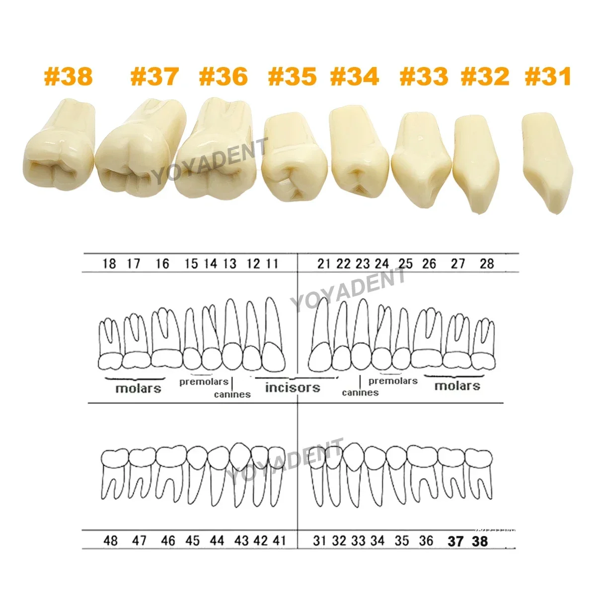 Model zębów dentystycznych Pełne zęby 32 szt. Wymienne cząstki zębów Fit Frasaco A3 Przygotowanie stomatologii Trening Naucz