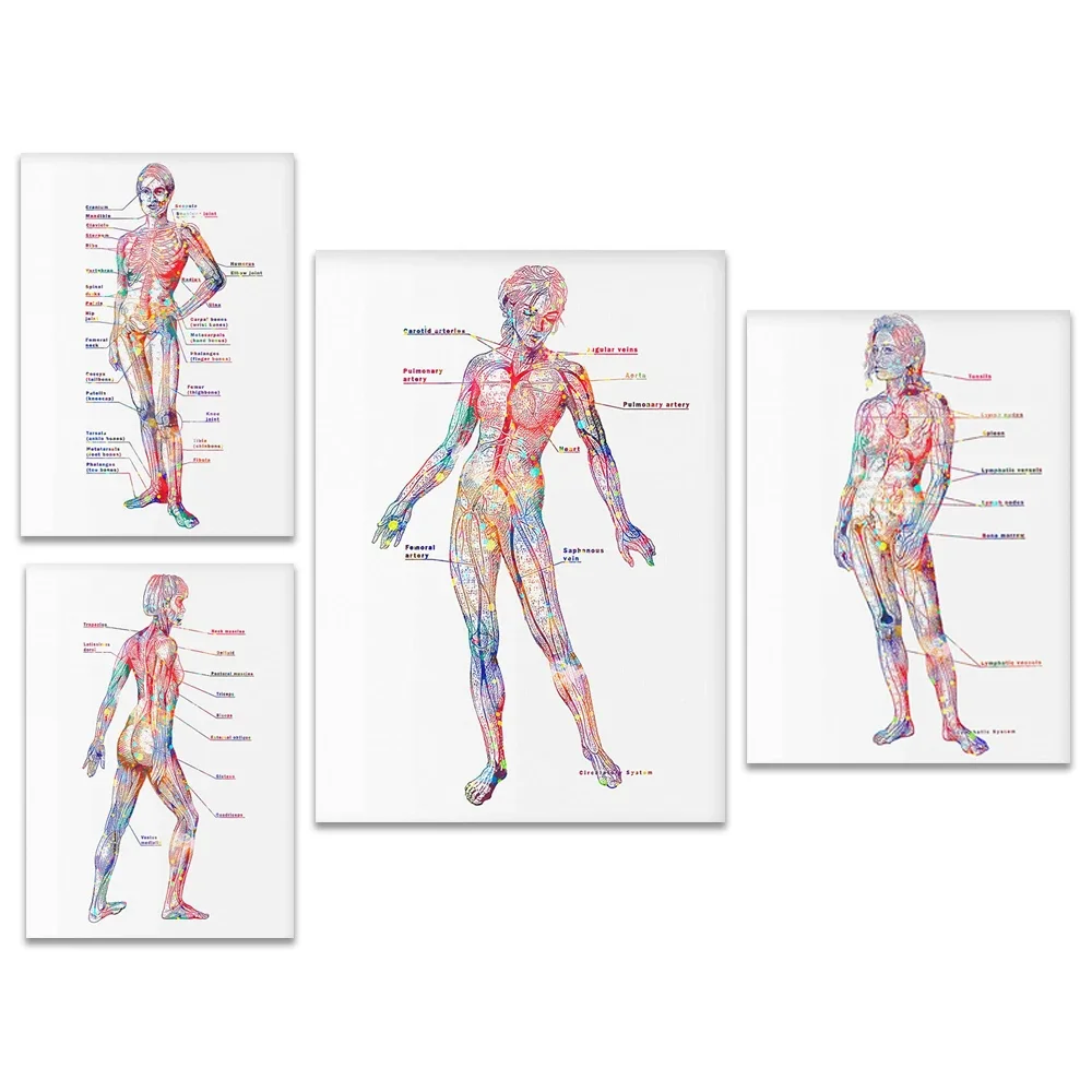 Cartel de anatomía femenina, sistema esquelético de arte de fisiología femenina sistema muscular sistema de circulación sistema linfático sistema nervioso
