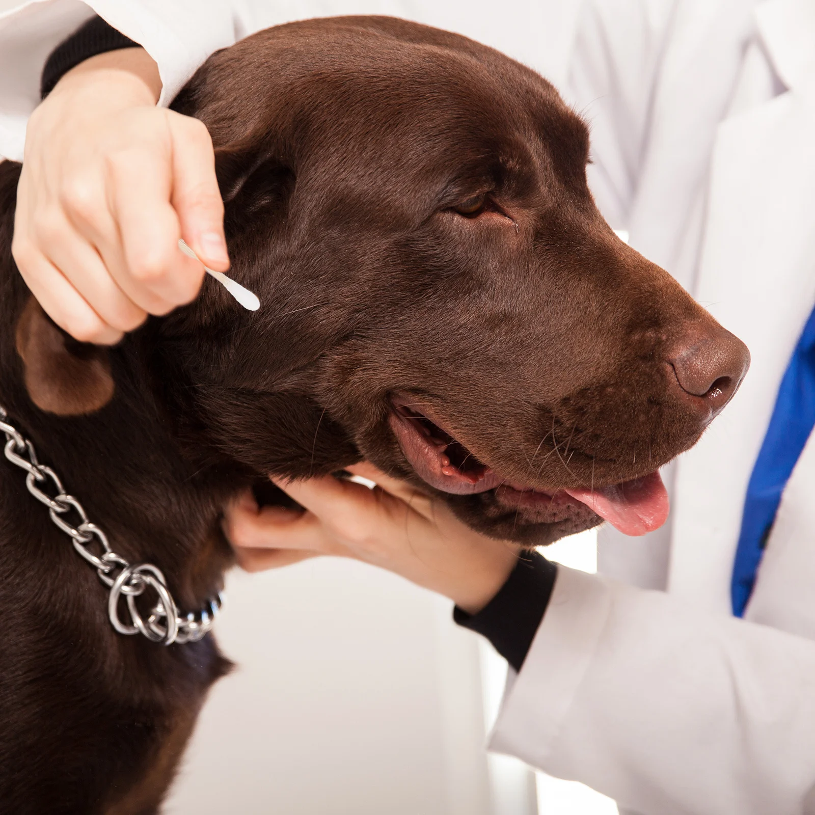 100 قطعة مسحات قطنية خالية من الغبار عصا خشبية طويلة درجة طبية آمنة لتنظيف الأذن العناية بالوجه إزالة المكياج براعم قطنية #3