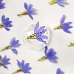 24pcs/1.5-2.5cm,Nature fan-shaped petals,DIY dropper phone case decorations Valentine's Day greeting card plant jewelry pendants