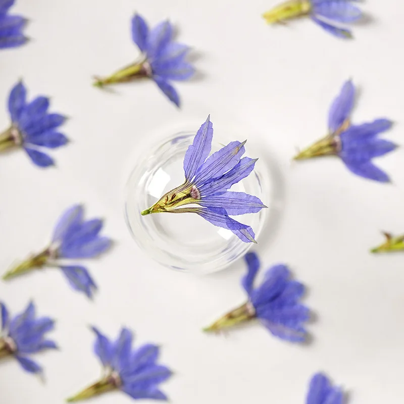 24pcs/1.5-2.5cm,Nature fan-shaped petals,DIY dropper phone case decorations Valentine's Day greeting card plant jewelry pendants