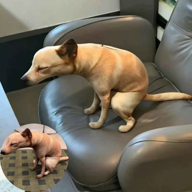 Funny Squatting Pooping Dog Plush Toy Cute Cat Poop Realistic 3D Printing  Stuffed Pillo Novelty Gag Gift Cartoon Cushion Gifts