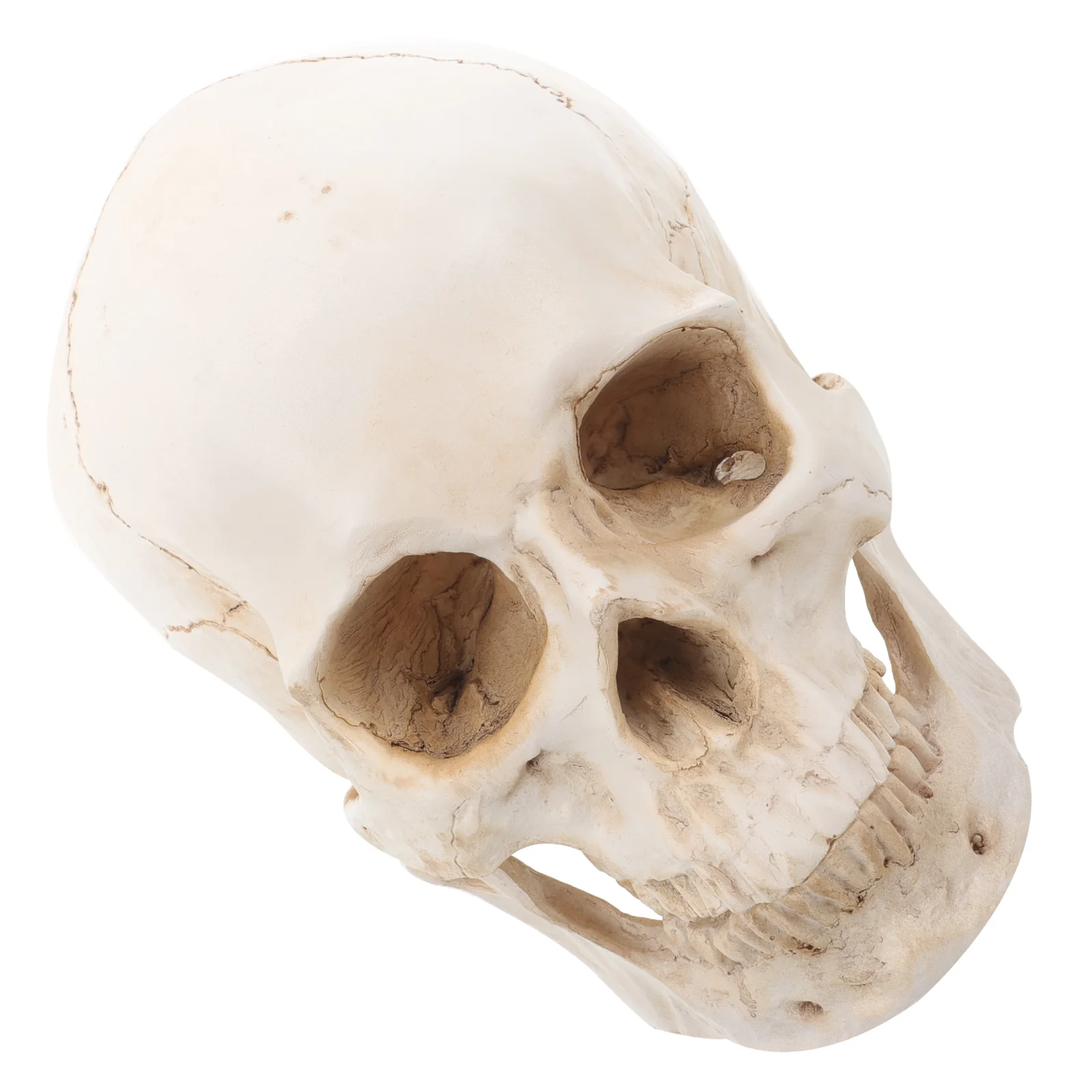 Resin Skull Anatomy Model Detachable Other Supplies for Teaching