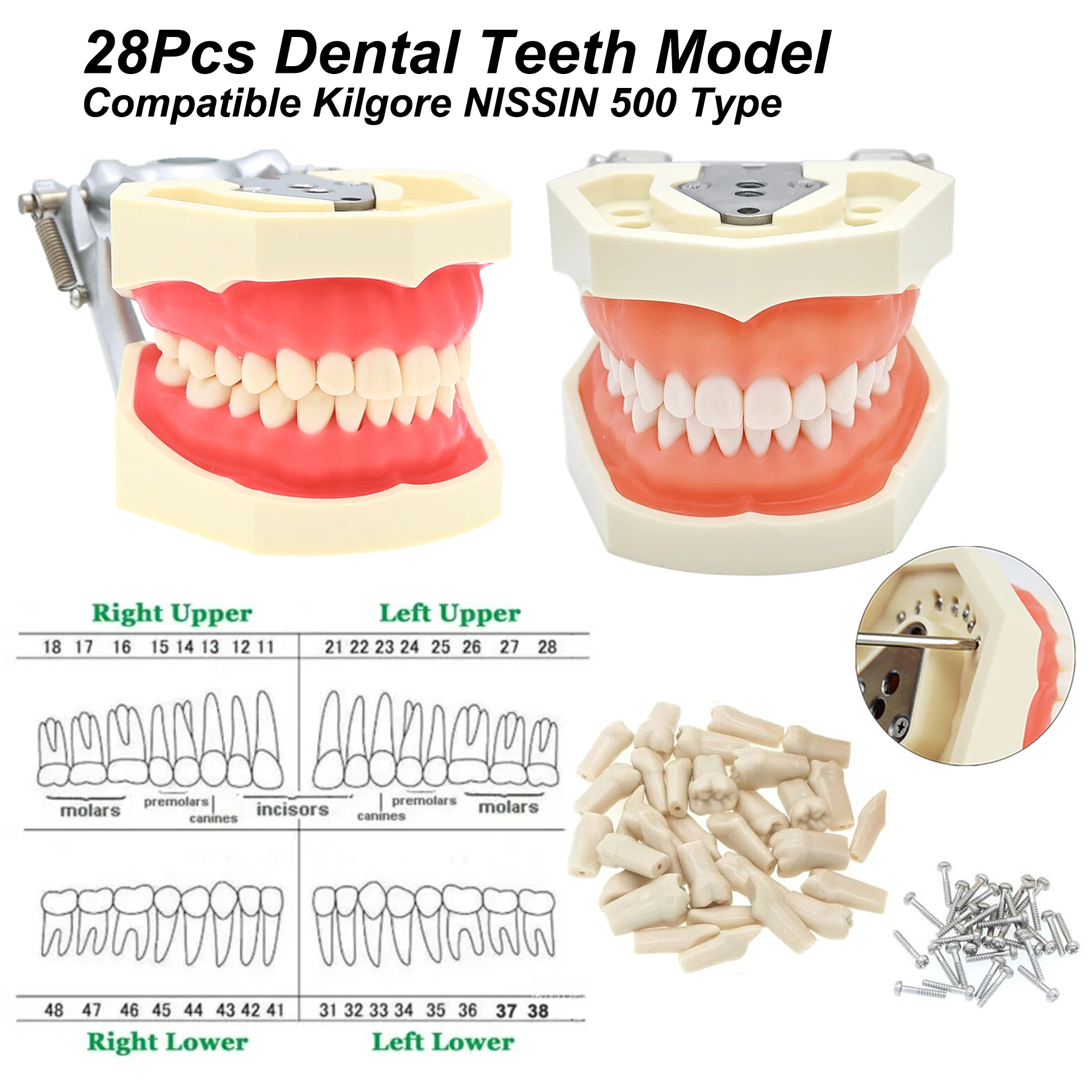 نموذج لشكل الأسنان نموذج Typodont 28 قطعة أسنان بديلة لولبية متوافقة مع KILGORE NISSIN 500 تدريس تدريب الأسنان