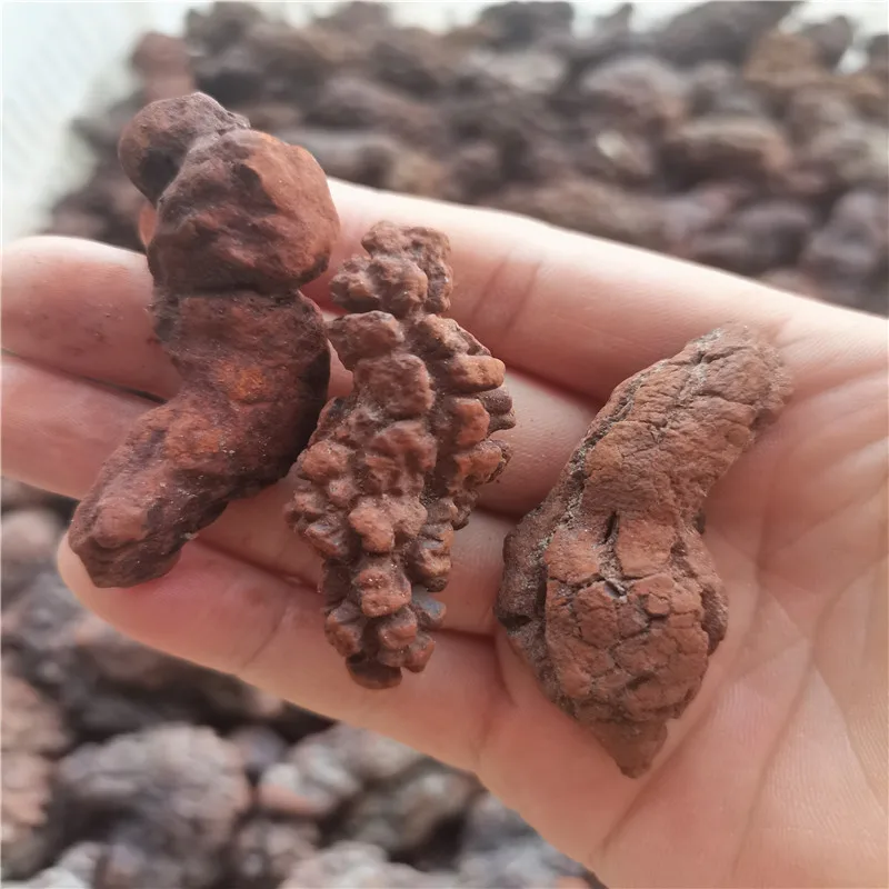 1000g Fossilized Dinosaur Poop Specimen COPROLITE Authentic  from Madagascar Dino Sample for Educational Purposes