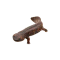 Giant salamander