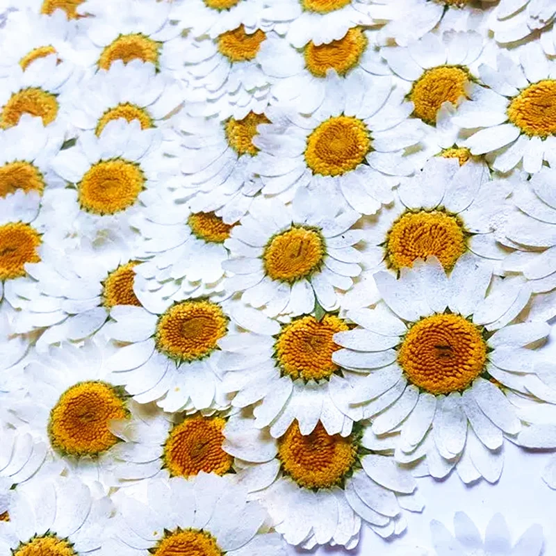 100Pcs Natural White Crystal Chrysanthemum Daisy Flower Pressed Flowers DIY Greeting Card Bookmark Resin Accessories Fragrance Candle Materials Pressed Dried Leaves Real Flowers