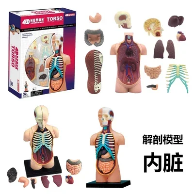 

Human Organ Anatomy Assembly Model Brain Visceral Musculoskeletal Medicine Teaching DIY Toys