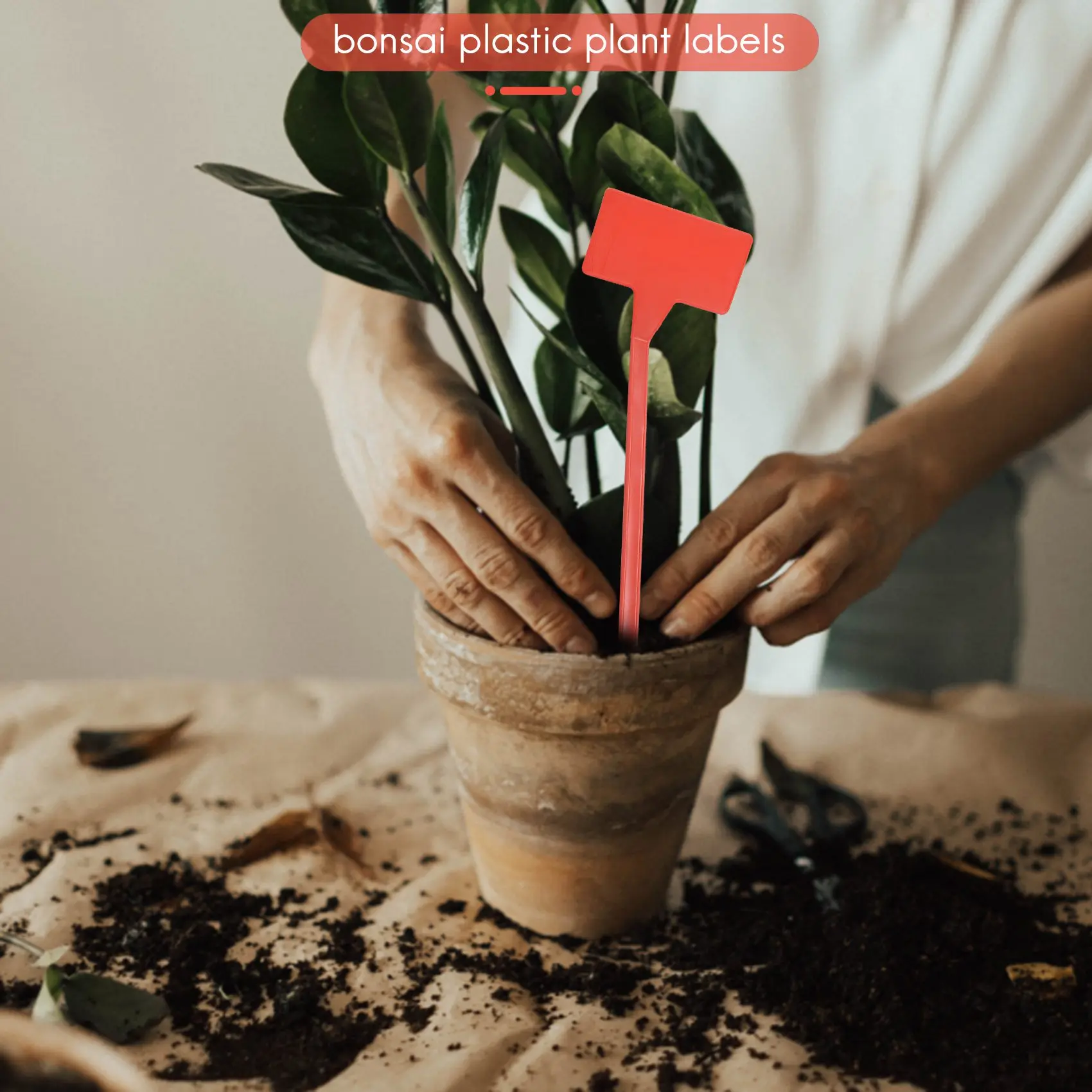 Aug. Gardens Planti…