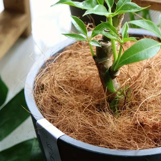 50g/100g of Coconut Brown Silk Coconut Shell Greenery Covering for Potted Plants, Decorative Bird Nest Padding, Breathable Grass