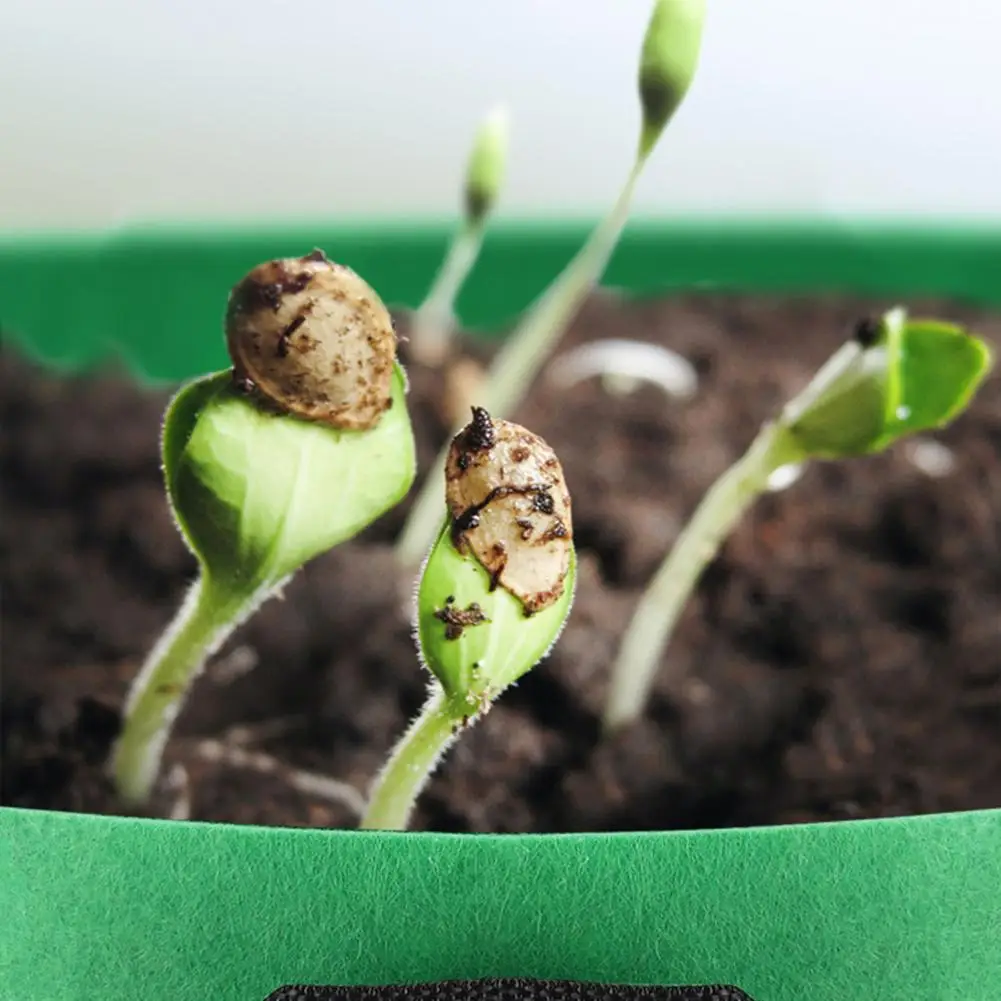 Bolsa de cultivo de plantas de pimienta, bolsas de cultivo de plantas transpirables para verduras, flores, hierbas, macetas de plantación de jardín multiusos para bonsái