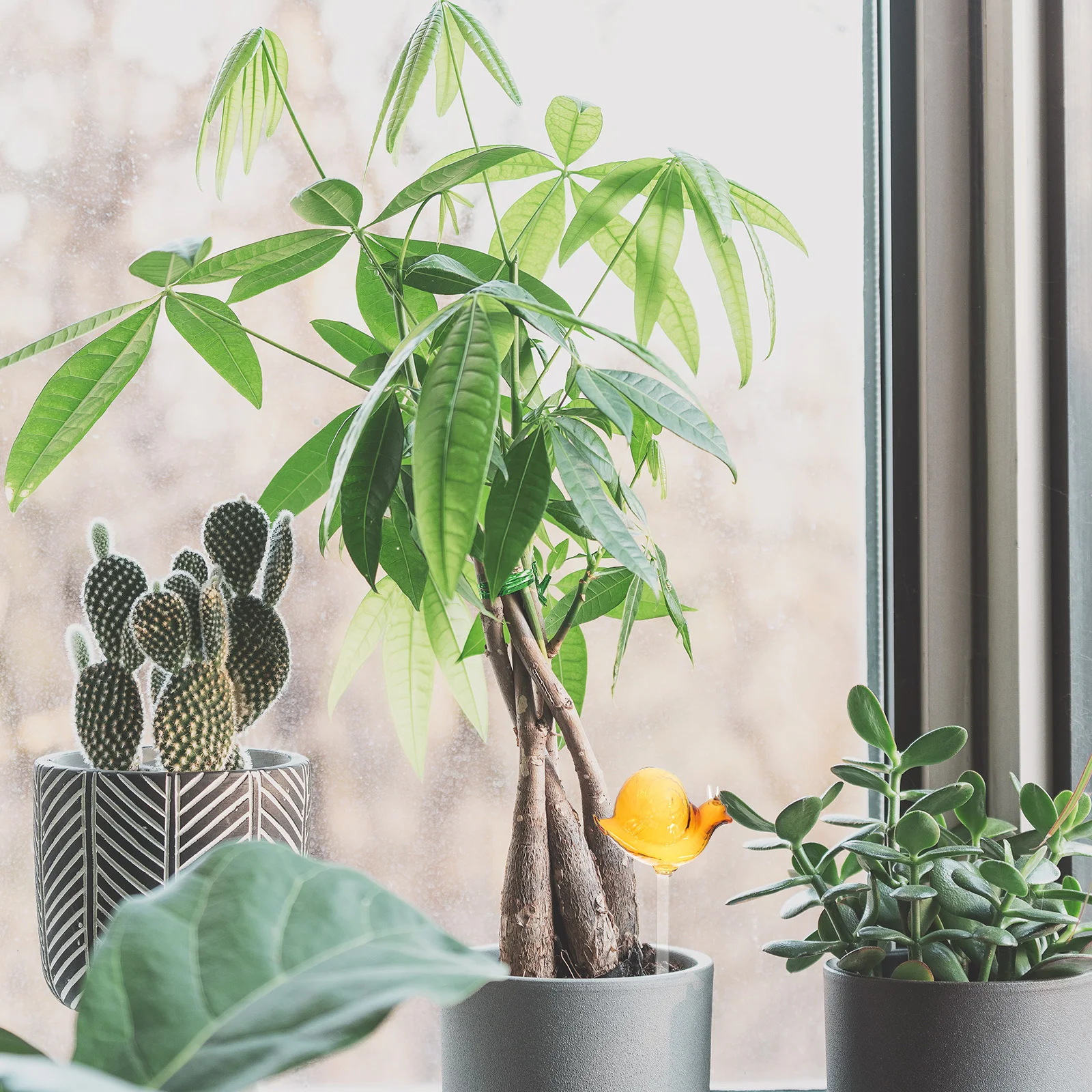 

Glass Watering Globes for Plants Automatic Plant Waterer Indoor Self Watering Spikes Home Decor Easy Use Home Decor