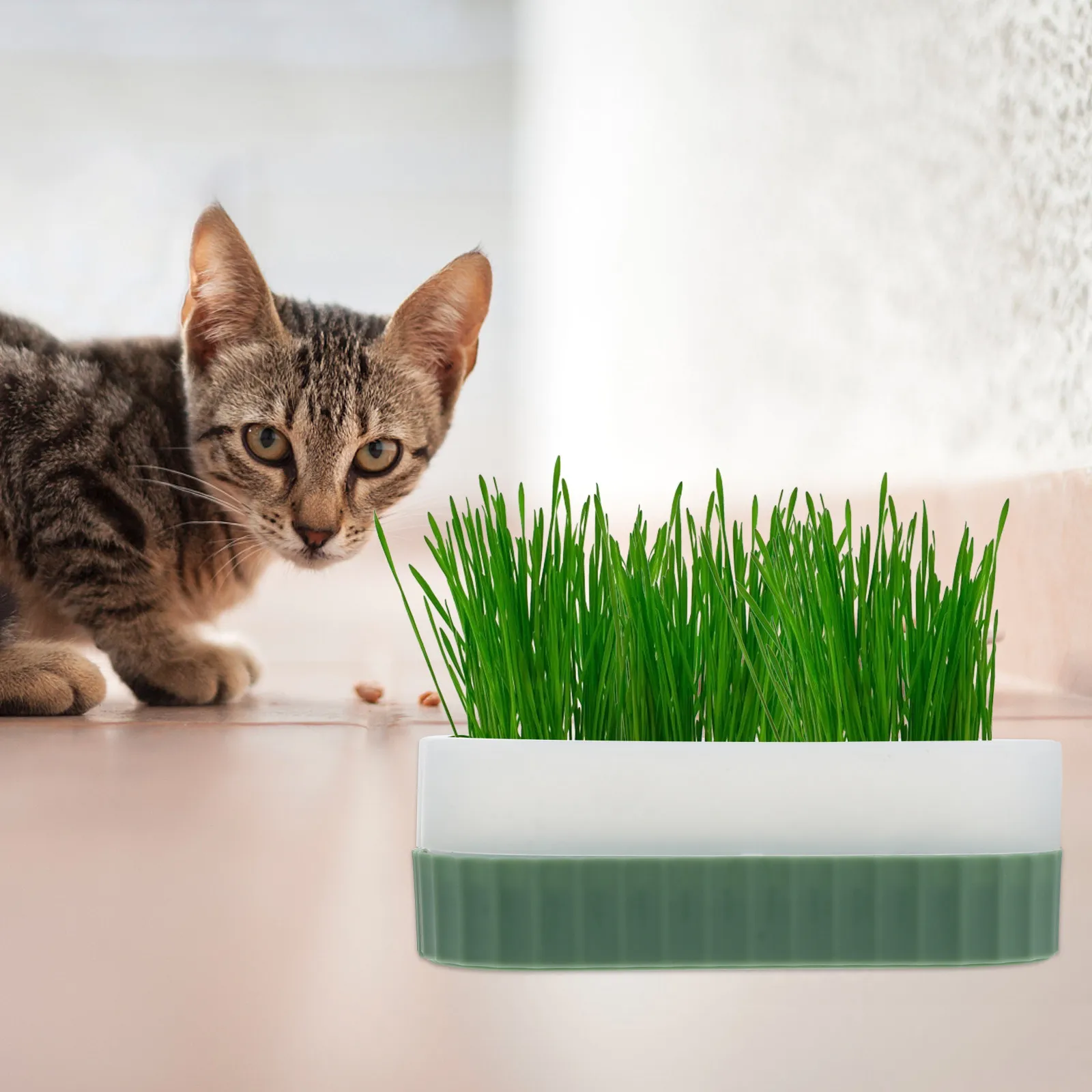 

Набор для выращивания кошачьей травы: гидропонная емкость в форме римской колонны без почвы, с прозрачной крышкой, для приготовления лакомств для кошек, зоотовары