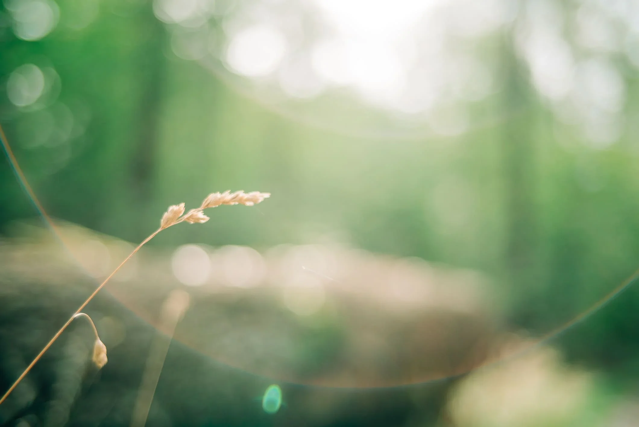 NEW SLR Magic 35mm F1.2 Full Frame Wide Angle Cine Cinema & Prime Lens Manual Focus for  E-mount,  X-mount