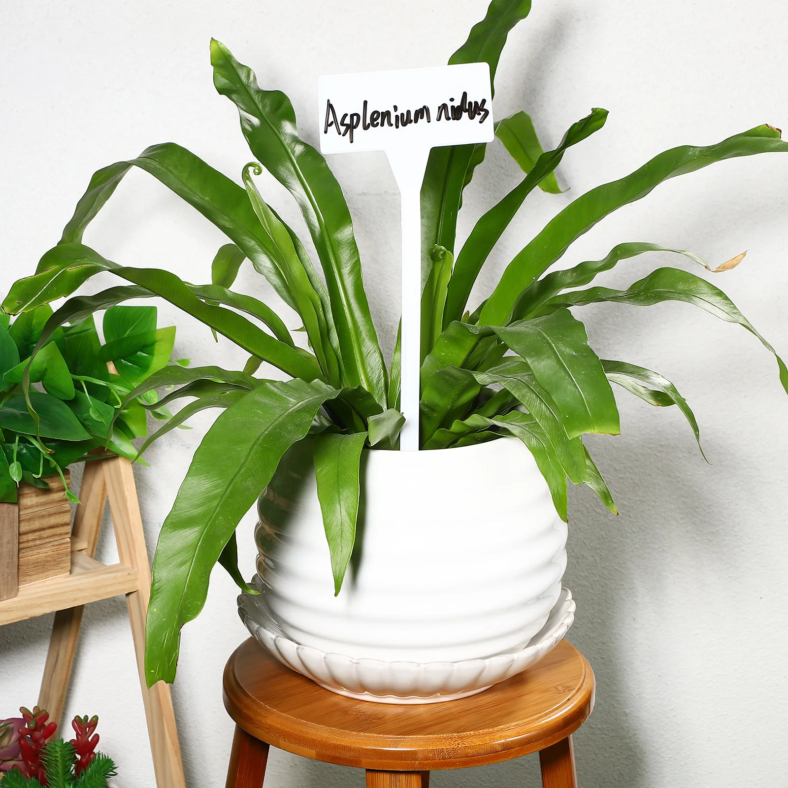 

35pcs Decorative Plant Labels Stakes Blank Garden Tags For Plants Tree Markers Flower Pot Name Signs Gardening Identification